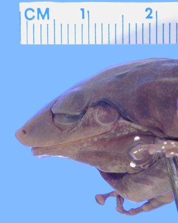 Media type: image; Herpetology A-36511